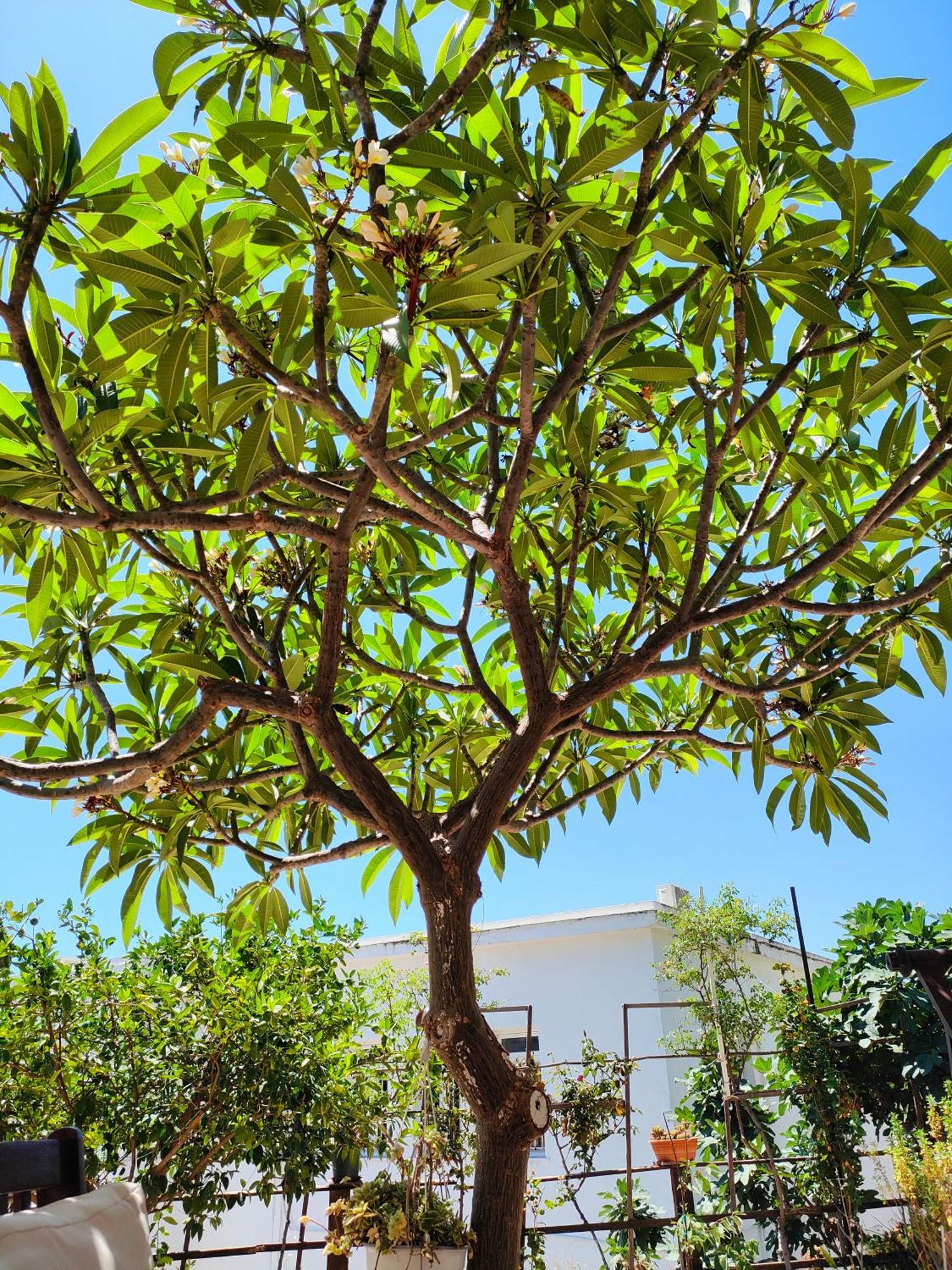 Sky-Line Apartments Afantou Exterior photo